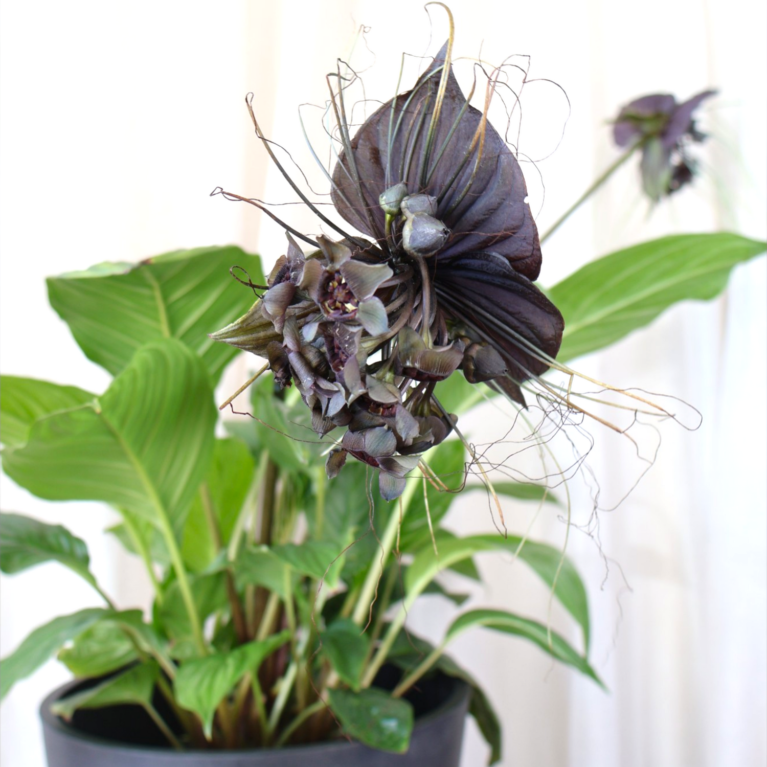Black Bat Plant - Tacca chantrieri 140mm