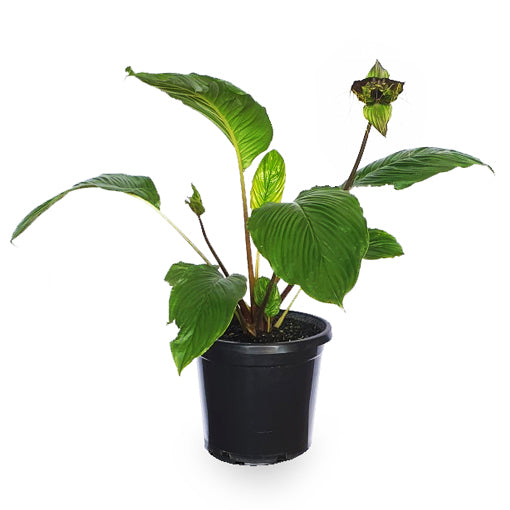 Black Bat Plant - Tacca chantrieri 200mm