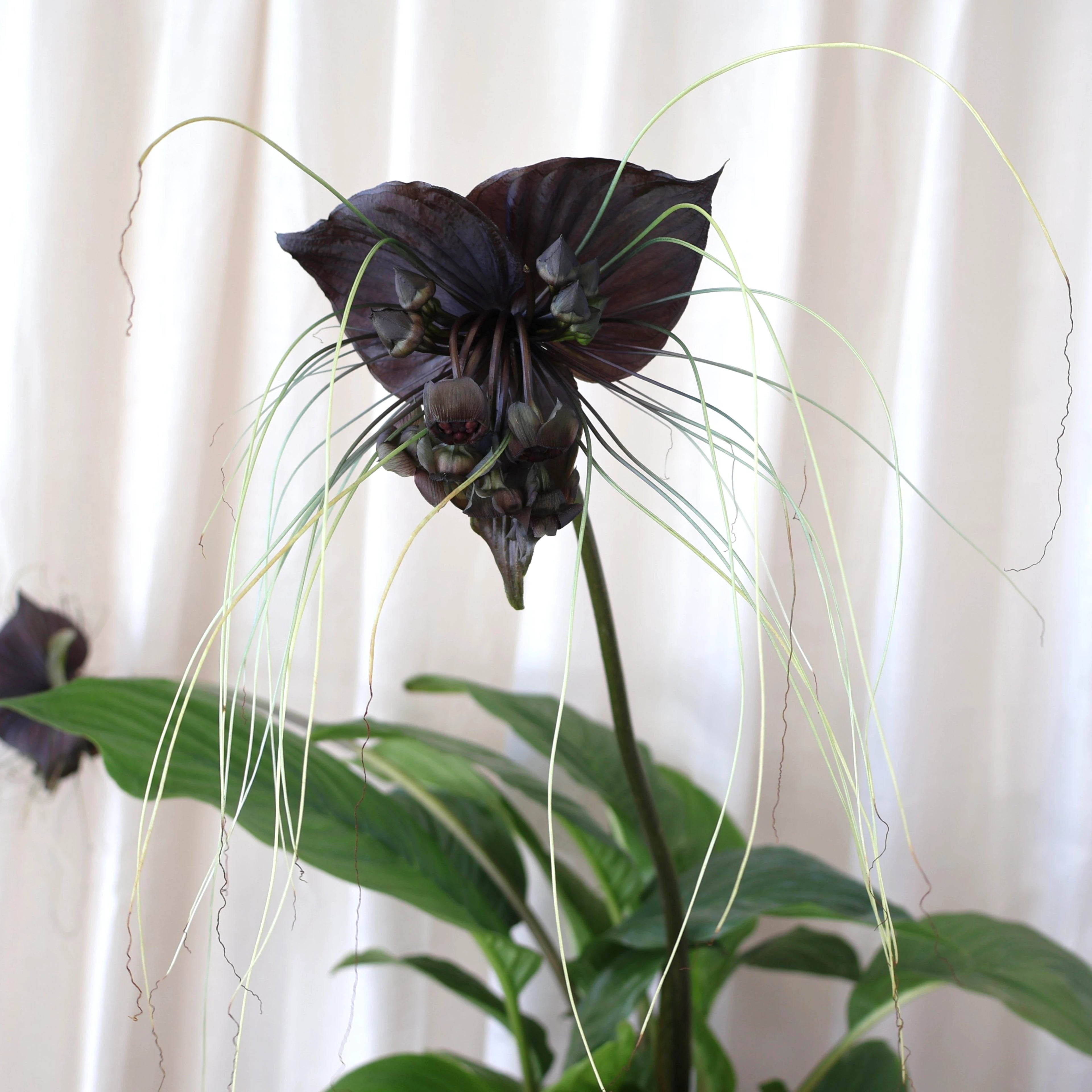 Black Bat Plant - Tacca chantrieri 200mm