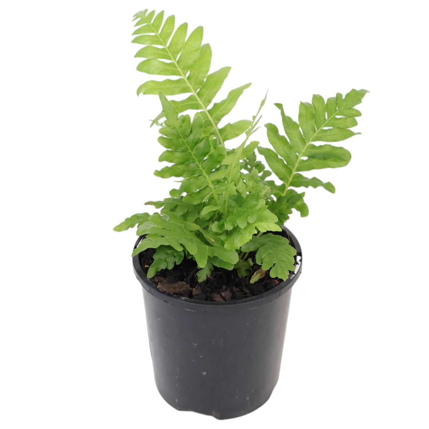 Silver Lady Fern - Blechnum Gibbum 100mm