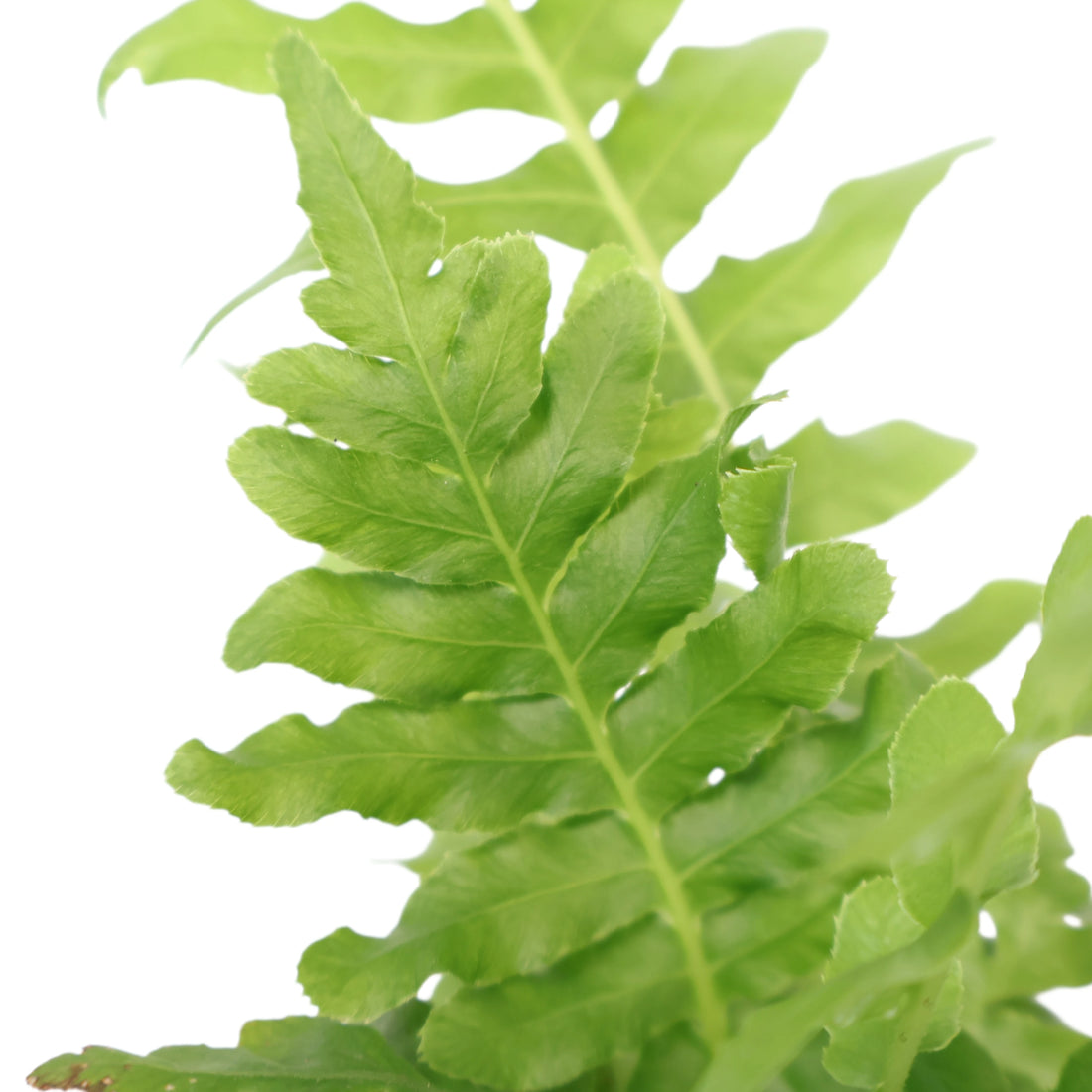Silver Lady Fern - Blechnum Gibbum 100mm