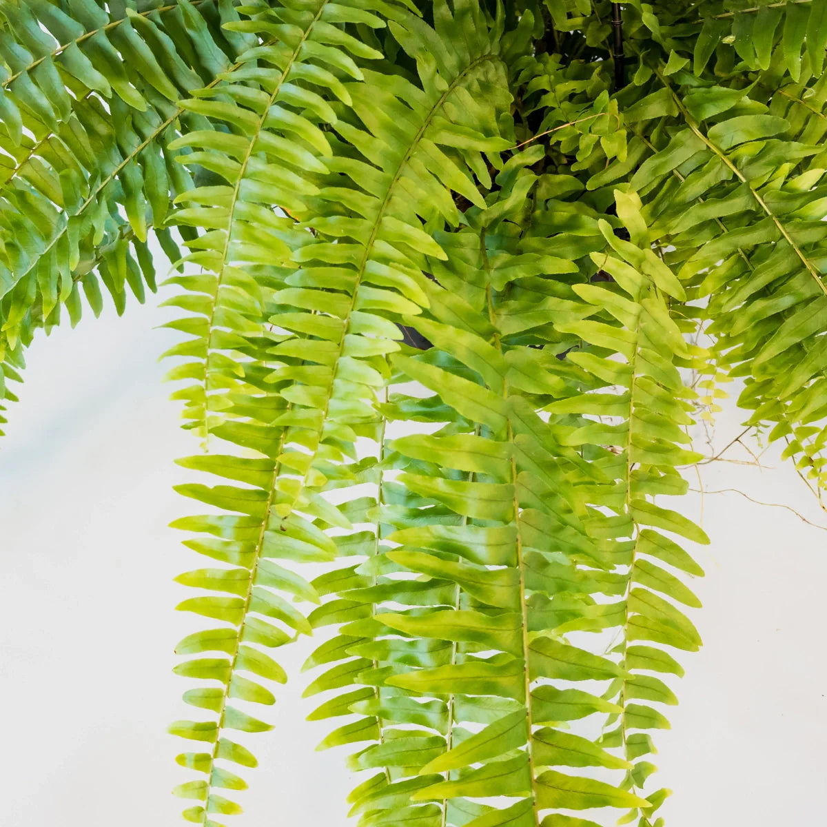 Boston Fern - Nephrolepis Exaltata 200mm HB