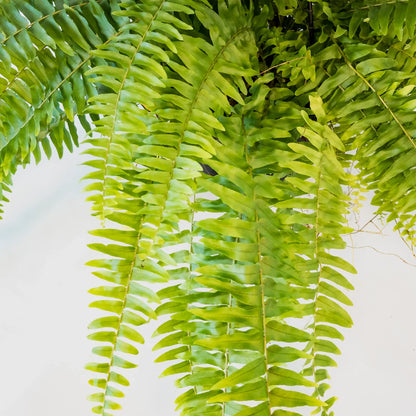 Boston Fern - Nephrolepis Exaltata 200mm HB