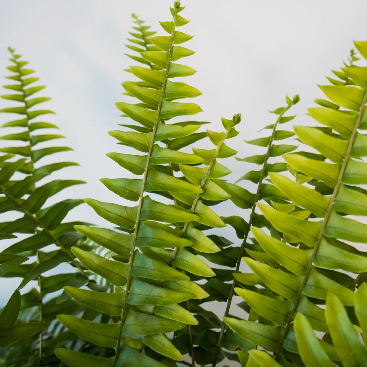 Boston Fern - Nephrolepis Exaltata 200mm HB
