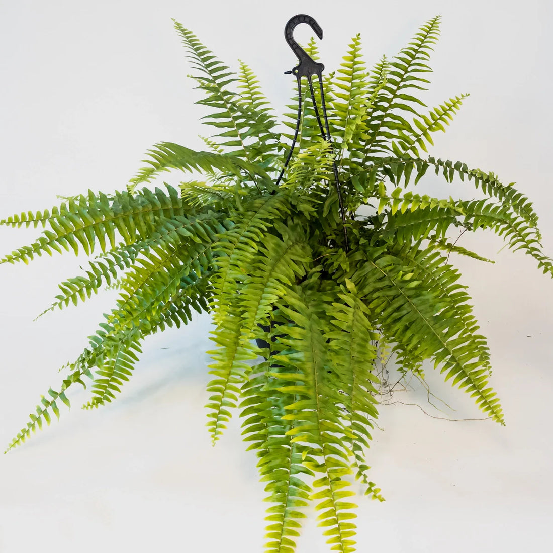 Boston Fern - Nephrolepis Exaltata 200mm HB