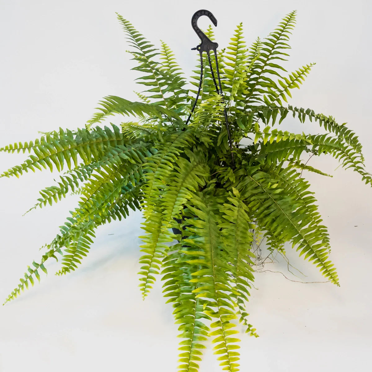 Boston Fern - Nephrolepis Exaltata 200mm HB