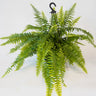 Boston Fern - Nephrolepis Exaltata 200mm HB