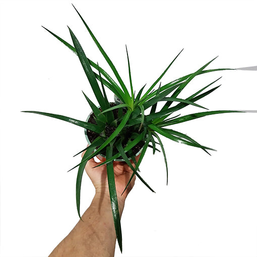 Bromeliad Benrathi - Aechmea Recurvata (No Flower) 120mm