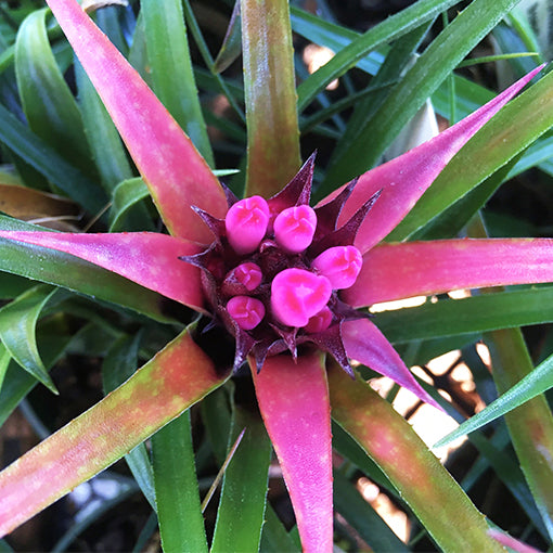 Bromeliad Benrathi - Aechmea Recurvata (No Flower) 120mm