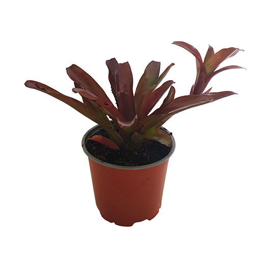Bromeliad Neo Fireball 120mm