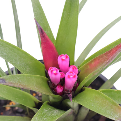 Bromeliad Benrathi - Aechmea Recurvata 120mm