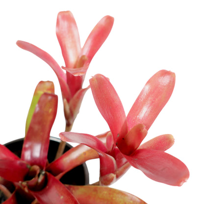 Bromeliad Neo Fireball 120mm