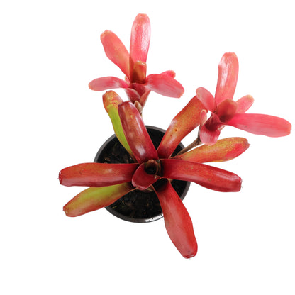 Bromeliad Neo Fireball 120mm
