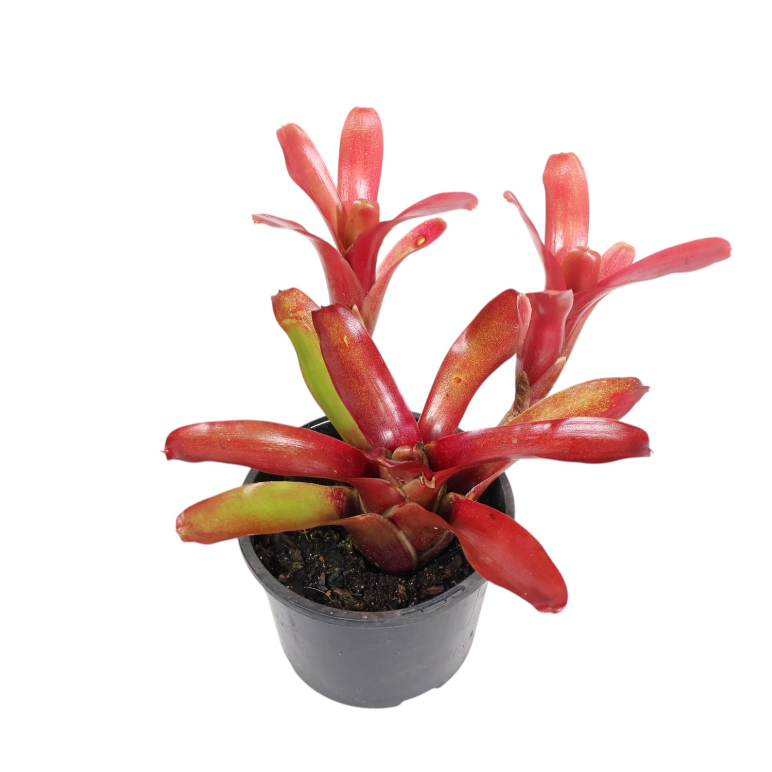 Bromeliad Neo Fireball 120mm