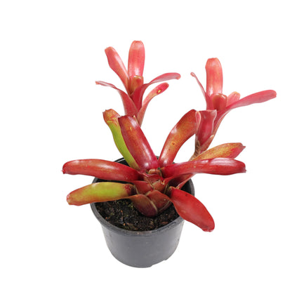 Bromeliad Neo Fireball 120mm