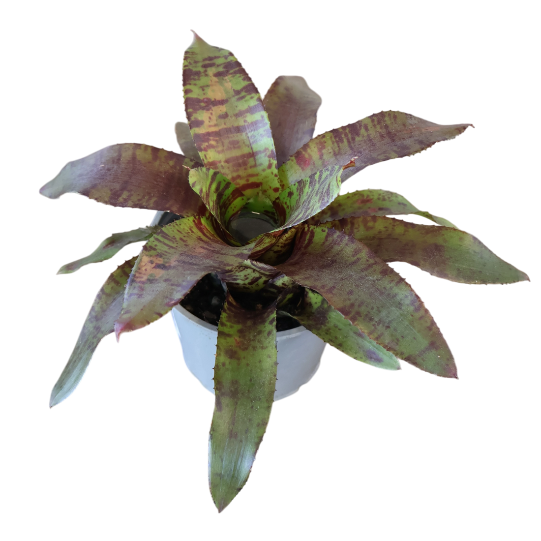 Vriesea Bromeliad 120mm
