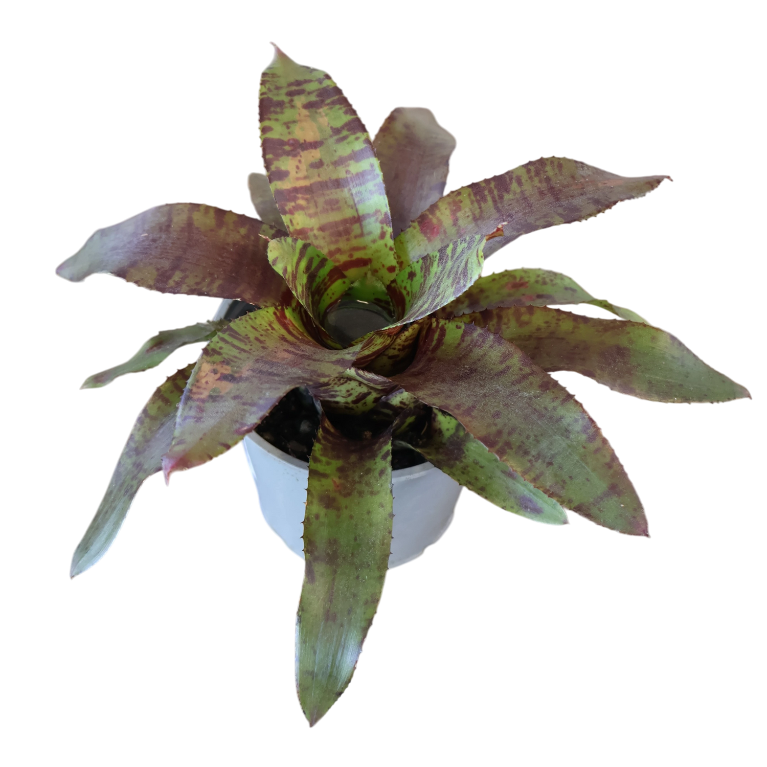 Vriesea Bromeliad 120mm