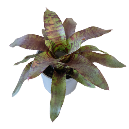 Vriesea Bromeliad 120mm
