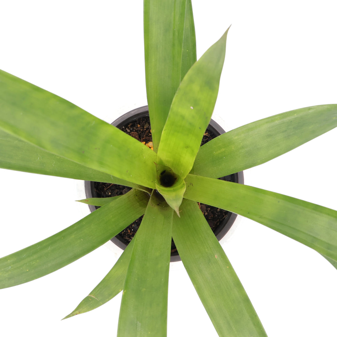 Guzmania Assorted 120mm