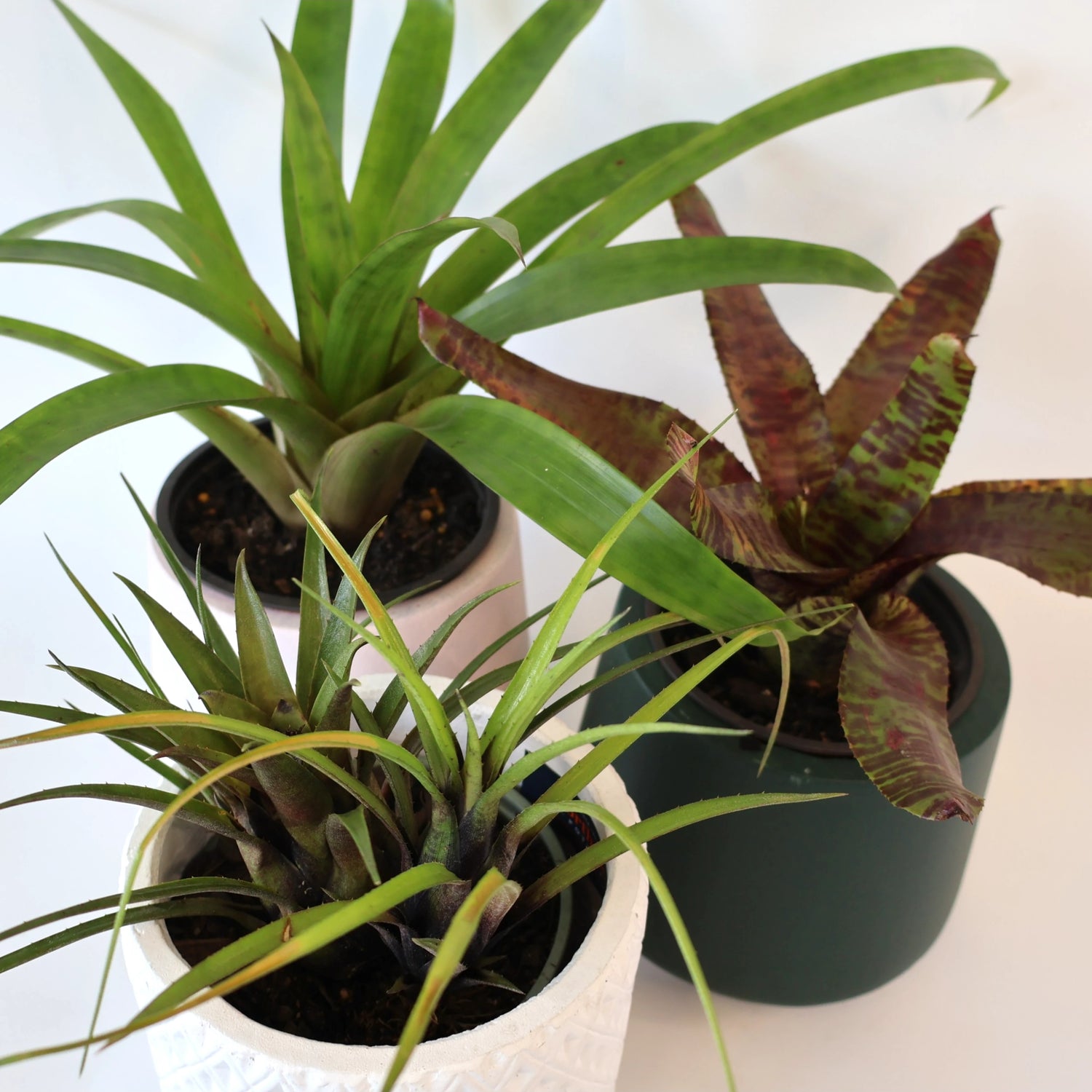 Vriesea Bromeliad 120mm