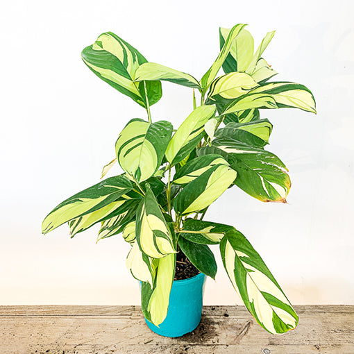 Ctenanthe Pilosa - Golden Mosaic 180mm
