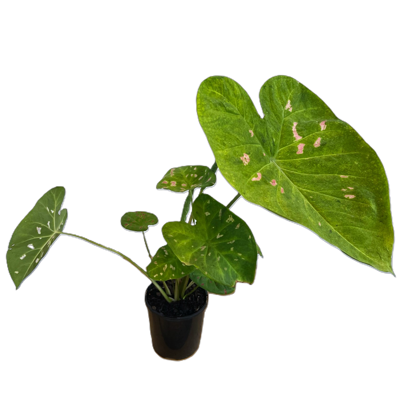 Caladium Suzy 125mm