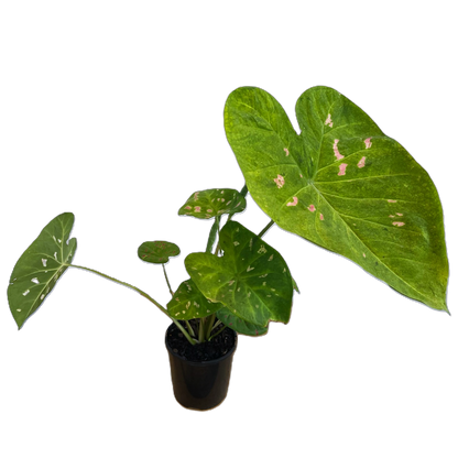 Caladium Suzy 125mm