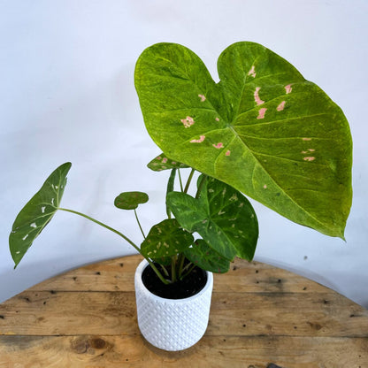 Caladium Suzy 125mm