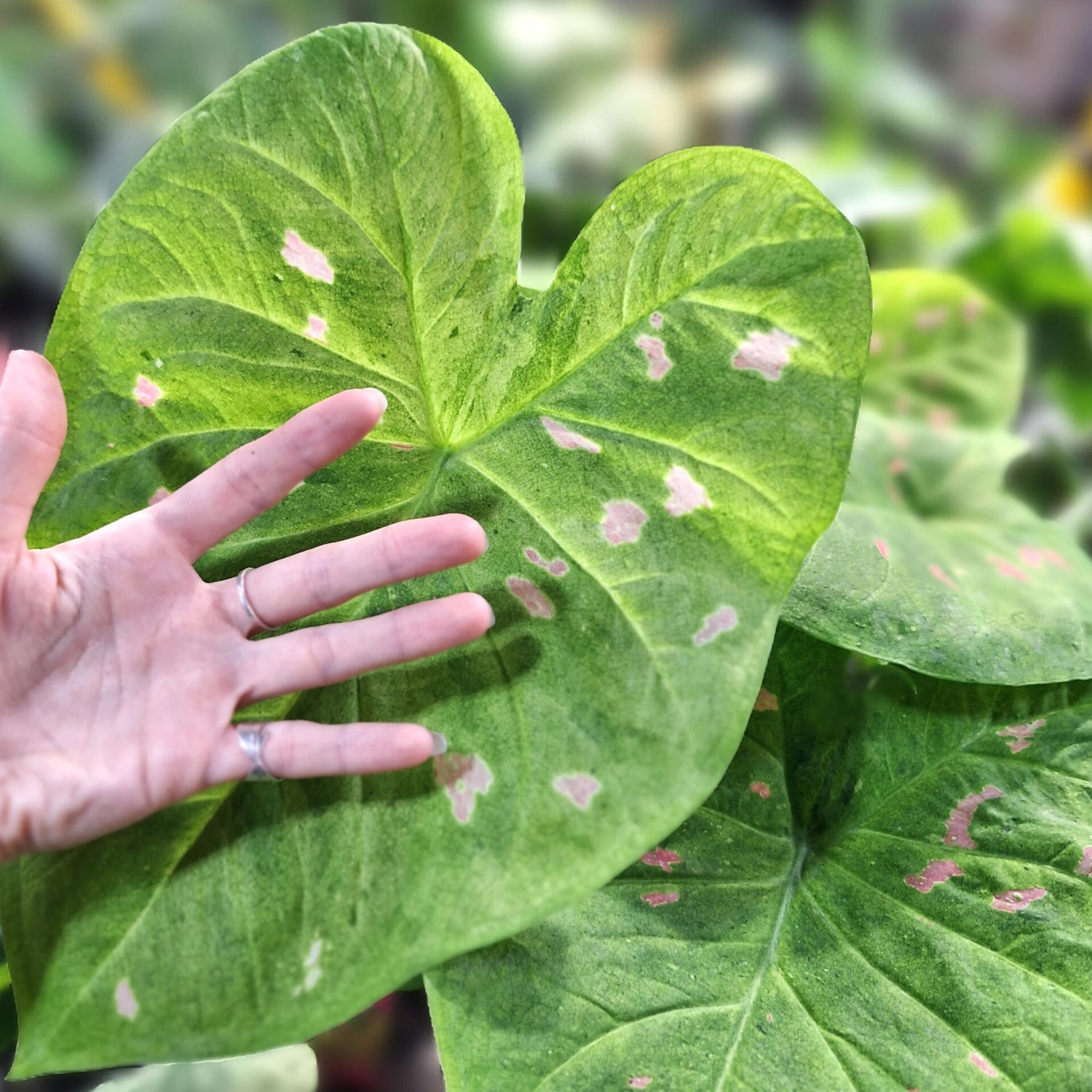 Caladium Suzy 125mm
