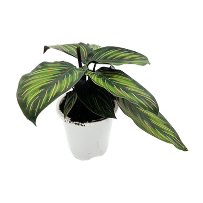 Calathea Beauty Star 90mm