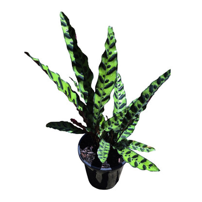 Calathea Insignis - Rattlesnake 180mm