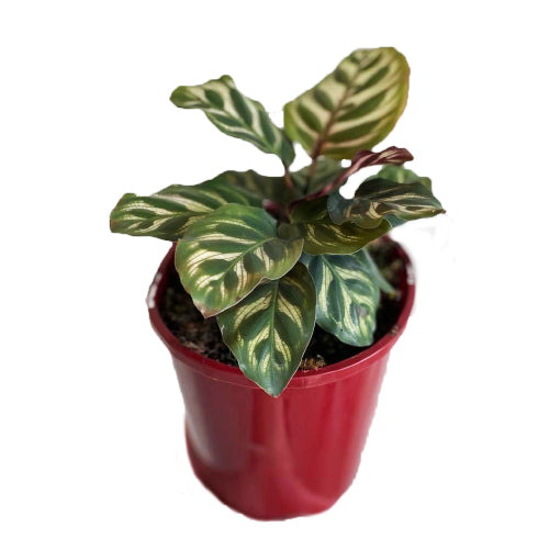 Calathea Makoyana - Peacock Plant 140mm