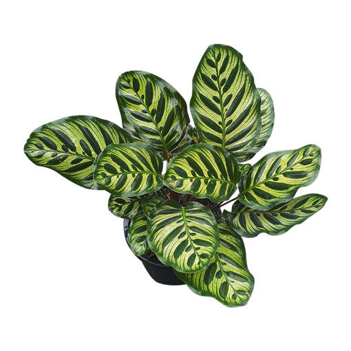 Calathea Makoyana - Peacock Plant 90mm