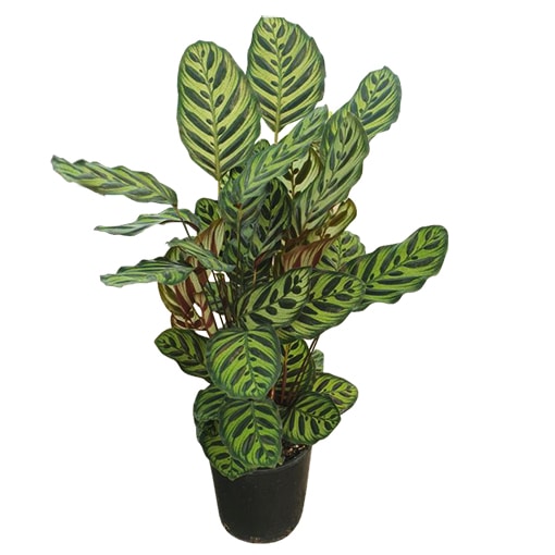 Calathea Makoyana - Peacock Plant 140mm