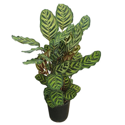 Calathea Makoyana - Peacock Plant 140mm
