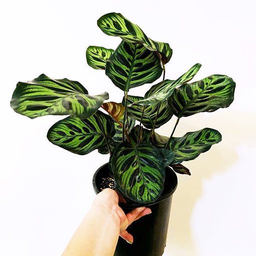Calathea Makoyana 200mm