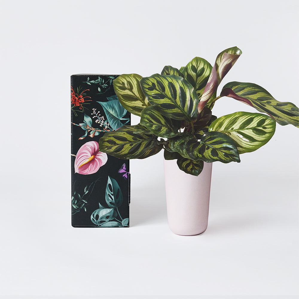 Calathea Makoyana 100mm