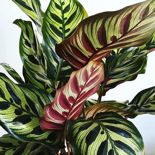 Calathea Makoyana 100mm