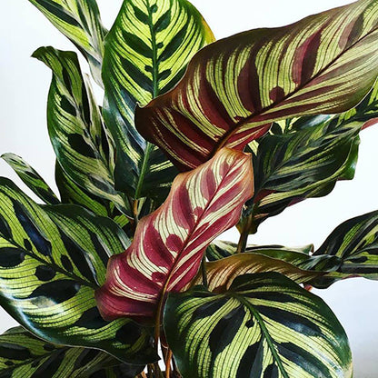Calathea Makoyana 100mm