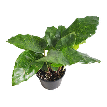 Calathea Musaica - Calathea Network 90mm