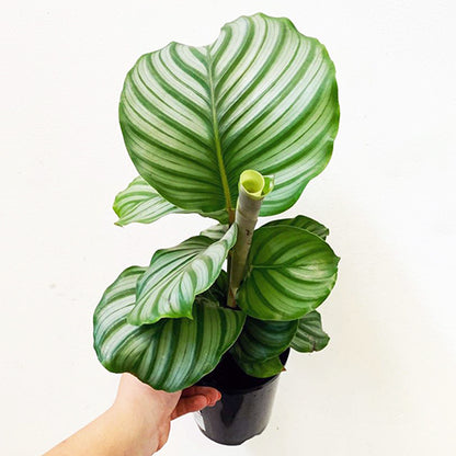 Calathea Orbifolia 140mm