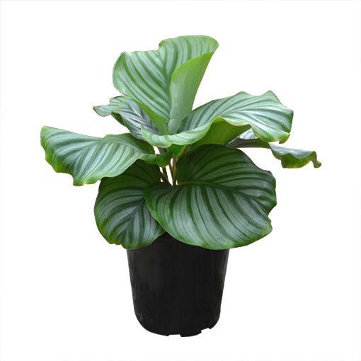 Calathea Orbifolia 180mm