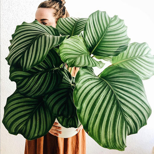 Calathea Orbifolia 140mm