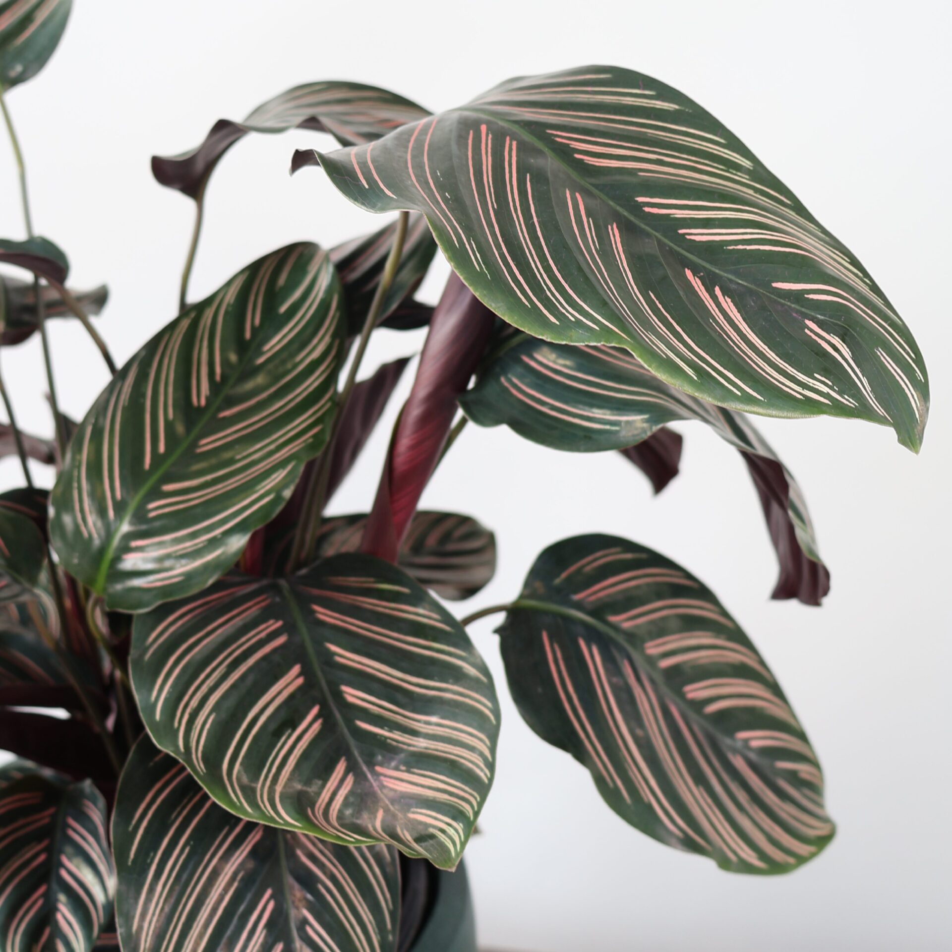Calathea Ornata - Pin Stripe 200mm