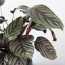 Calathea Ornata - Pin Stripe 200mm