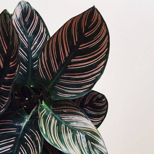 Calathea Ornata 140mm