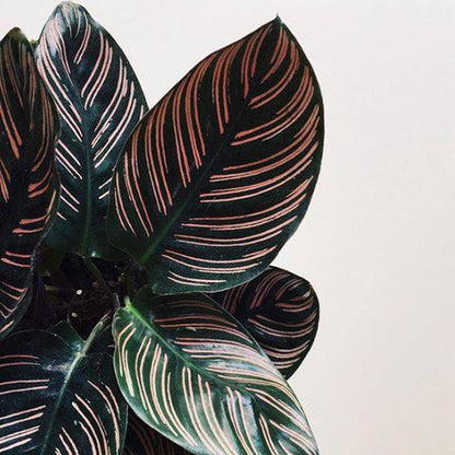 Calathea Ornata 140mm