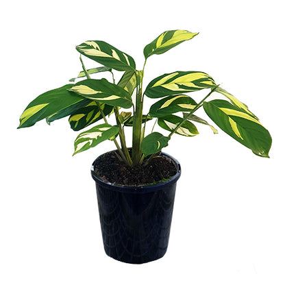 Ctenanthe Pilosa Golden Mosaic 100mm