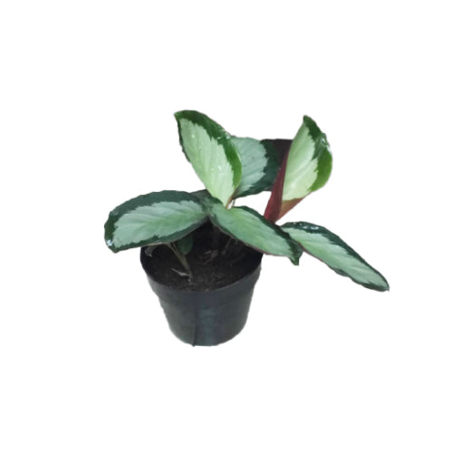 Calathea Royal Standard 70mm – The Jungle Collective