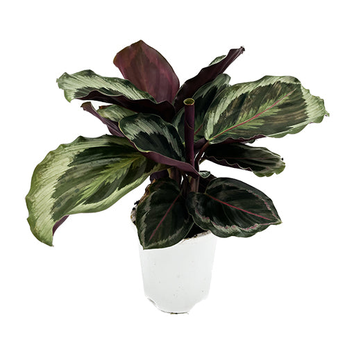 Calathea Shine Star 125mm